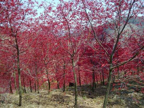 美國紅楓苗圃的特點