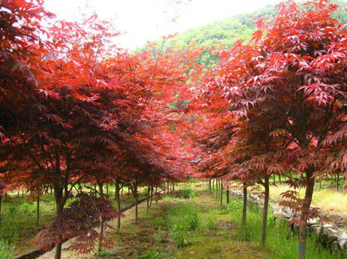 美國紅楓應隨采隨剪隨插春季扦插