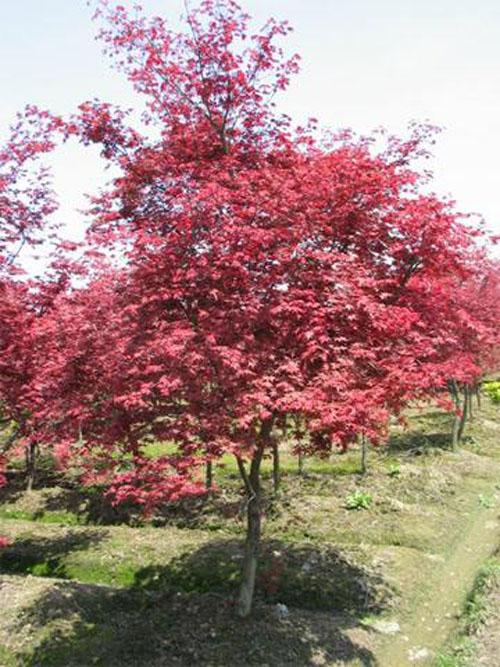 美國紅楓樹木的結(jié)實(shí)規(guī)律