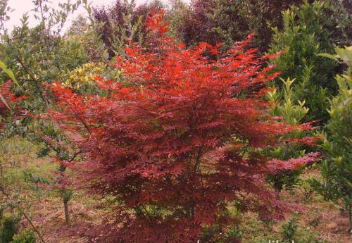 美國紅楓秋季栽植春季生長開花 美國紅楓秋季栽植春季生長開花