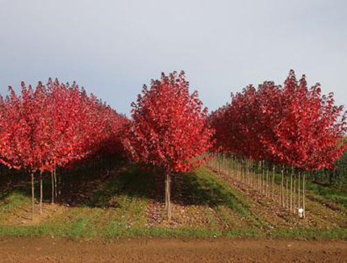 美國紅楓秋季栽植春季生長開花 美國紅楓秋季栽植春季生長開花