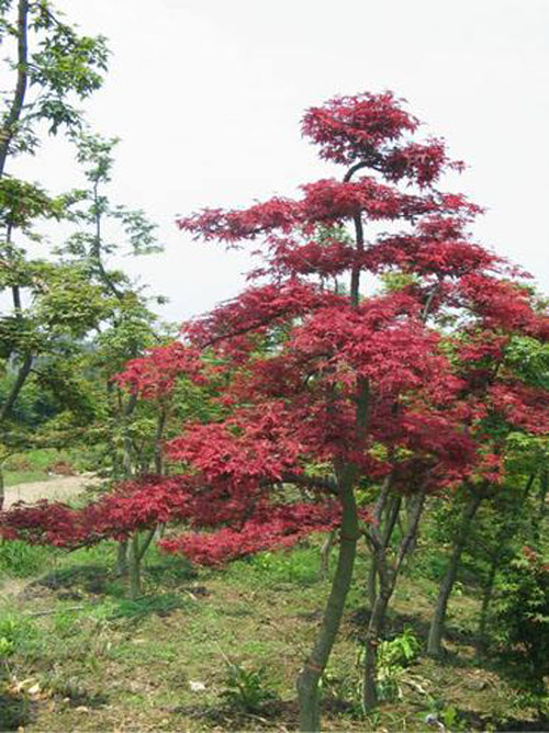 美國紅楓秋季栽植春季生長開花 美國紅楓秋季栽植春季生長開花